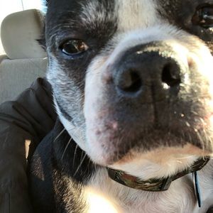 Meet your Posher, Abby